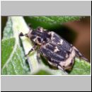 Valgus hemipterus - Stolperkaefer 01a.jpg